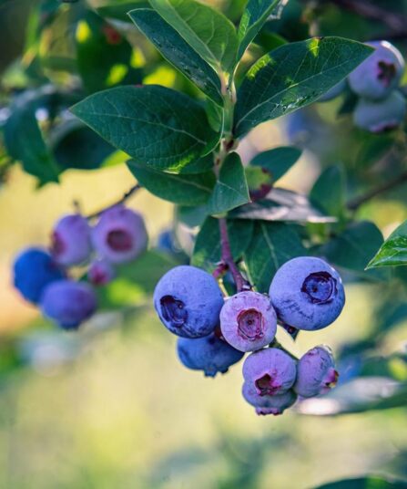 Blåbær | Vaccinium corymbosum