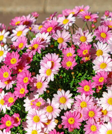 Daisy Crazy | Argeranthemum