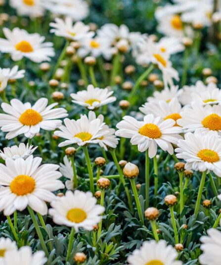 Margeritt | Argeranthemum