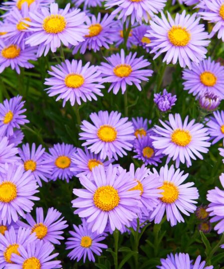 Blåstråle | Brachyscomes