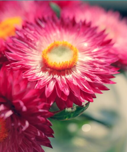 Bracteantha Helichrysum