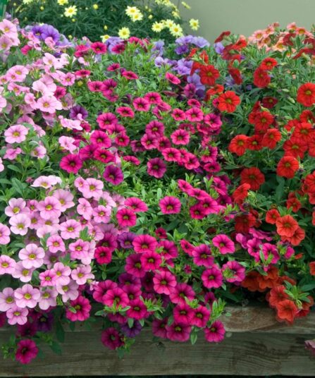 Million Bells | Calibrachoa hybrid