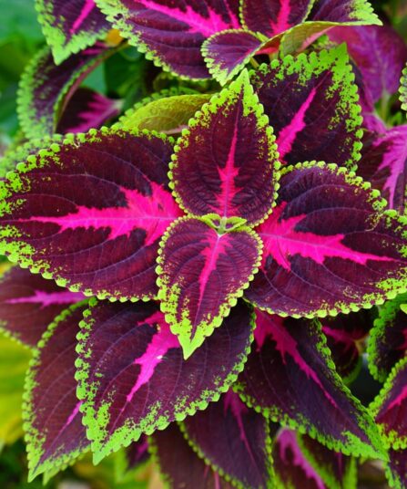 Coleus