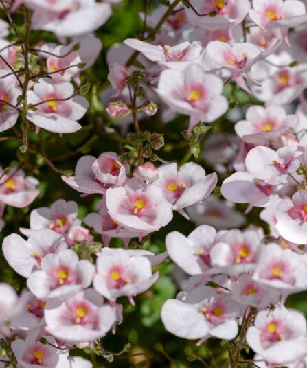 Diascia