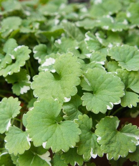 Korsknapp | Glechoma Hederacea