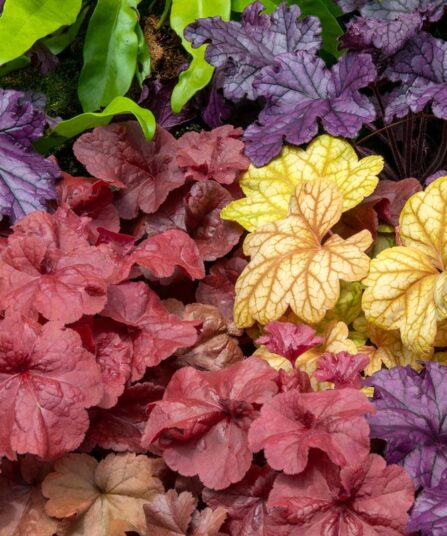 Heuchera