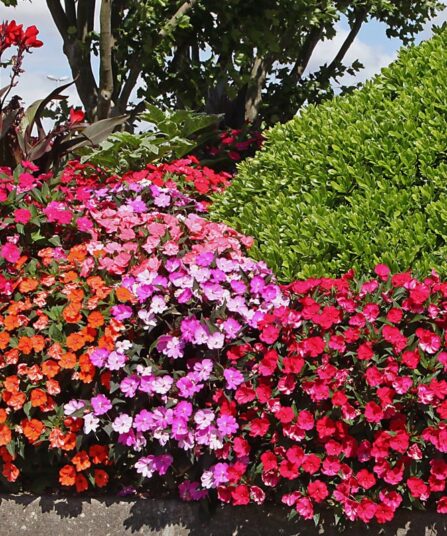 Flittiglise | Impatiens