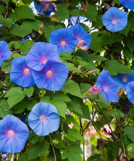 Praktvindelslekta | Ipomea