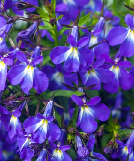Lobelia