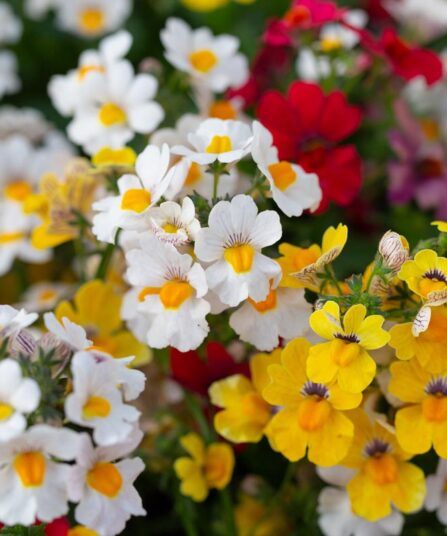 Nemesia