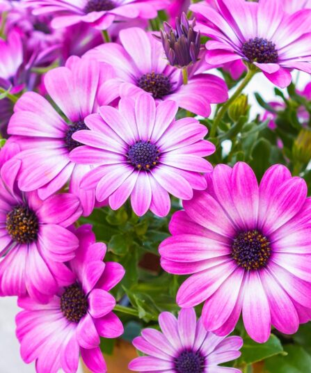 Spansk Margeritt | Osteospermum