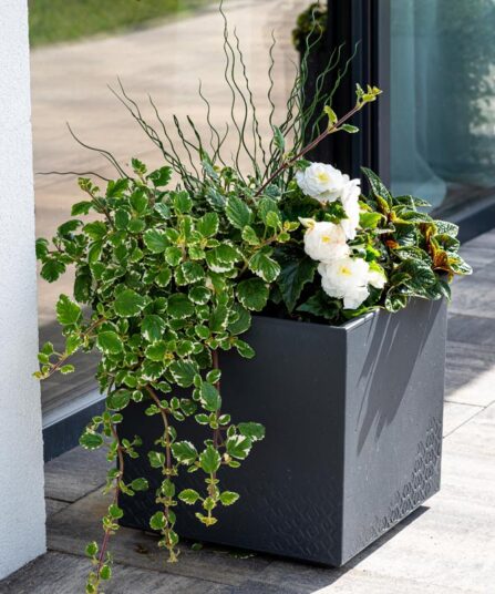 Møllplanter | Plectrantus