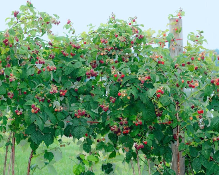 Bringebær | Rubus idaeus - Lier Planteland