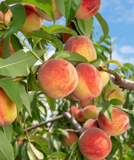 Fersken | Prunus persica