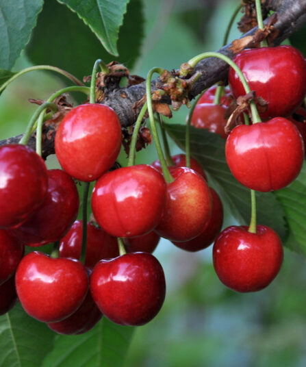 Frukttrær - morell prunus avium hos lier planteland