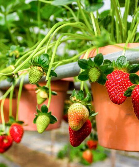 Jordbær hengende fra potter hos Lier Planteland