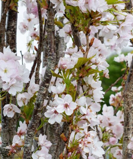 Prydbusker og trær Prunus Amanogawa hos Lier Planteland