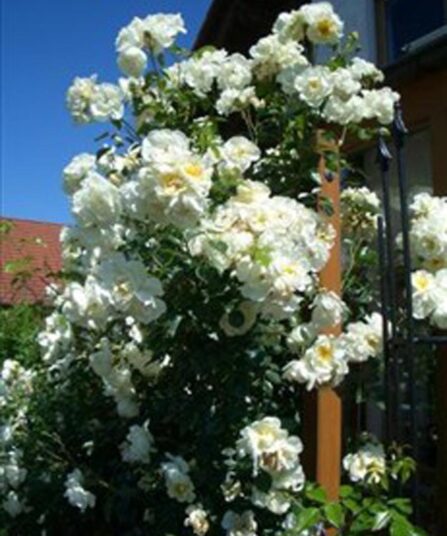 Rose Climbing Schneewittchen hos Lier Planteland