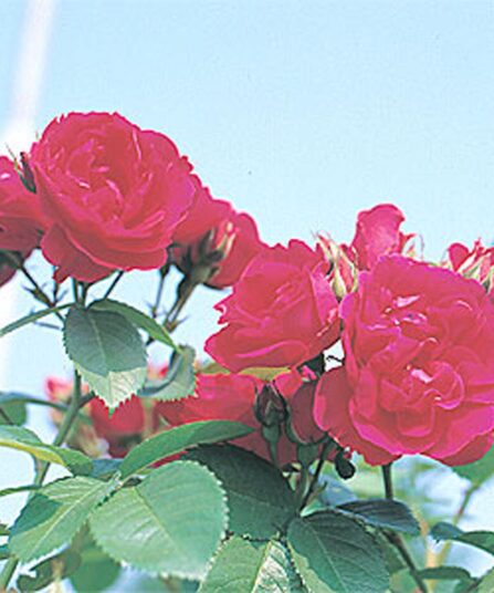 Rose Flammentanz-ko hos Lier Planteland