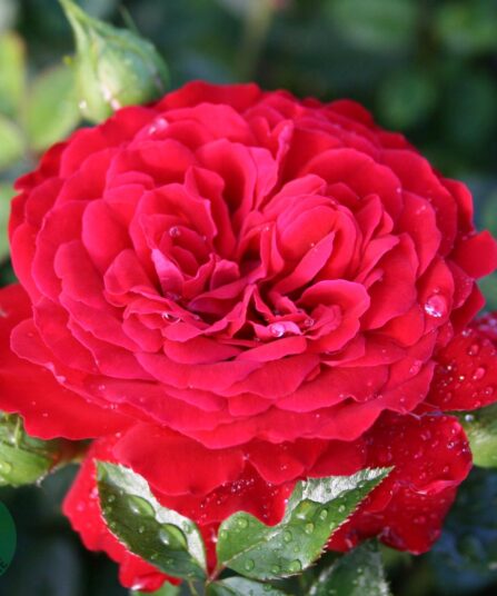 Rose Grand Award hos Lier Planteland