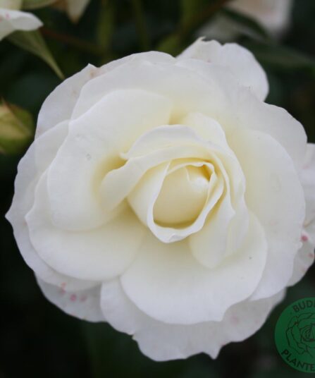 Rose Gråsten hos Lier Planteland