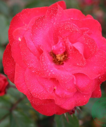 Rose Heidelberg-3330 hos Lier Planteland