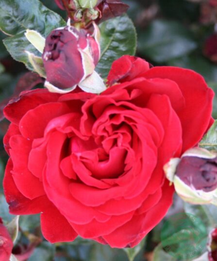 Rose Ingrid Bergman hos Lier Planteland