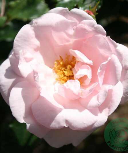 Rose New Dawn hos Lier Planteland