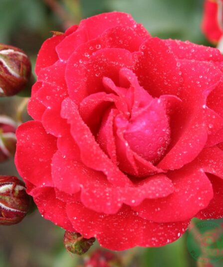 Rose Nina Weibull hos Lier Planteland