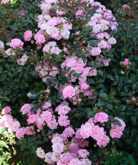 Rose The Fairy hos Lier Planteland