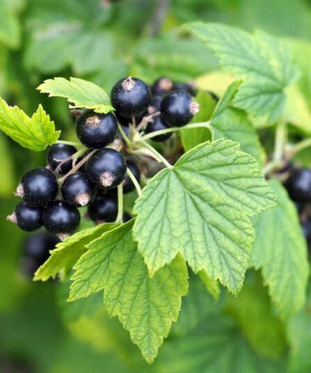 Solbær | Ribes nigrum