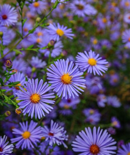 Asters Astereae hos Lier Planteland gartneri