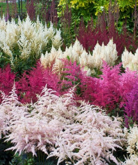 Astilbe Arendsspir hos Lier Planteland gartneri
