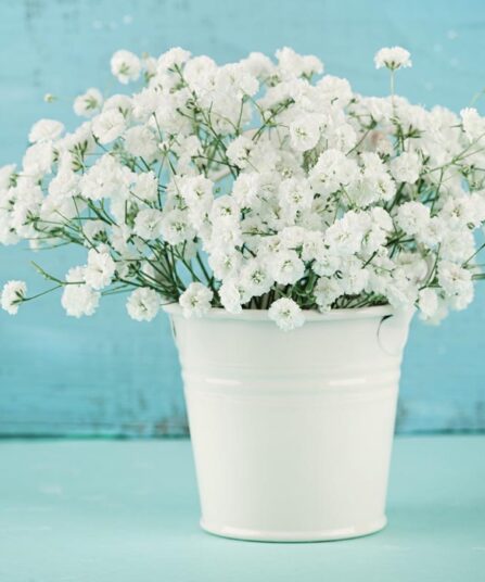 Brudeslør Gypsophilla hos Lier Planteland gartneri