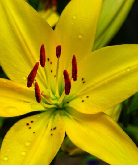 Daglilje Hemerocallis hos Lier Planteland gartneri