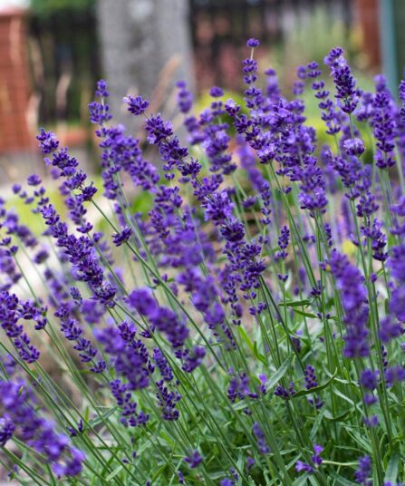 Lavendel Lavandula