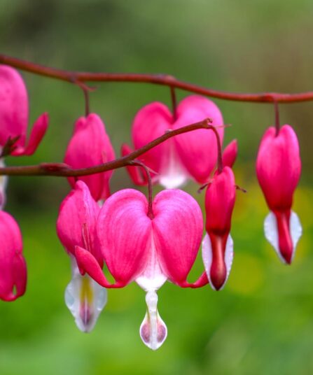 Løytnantshjerte Dicentra Spectabilis hos Lier Planteland gartneri