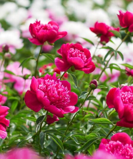 Peoner Paeonia hos Lier Planteland gartneri