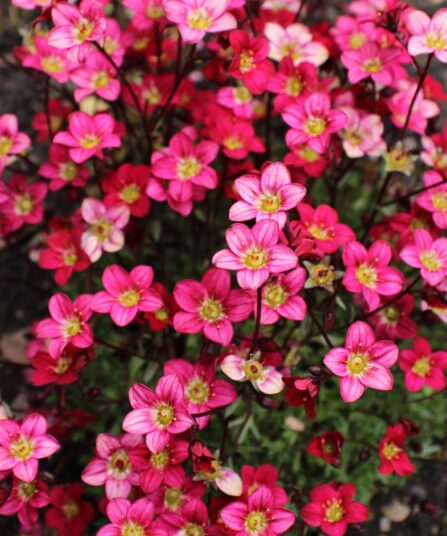 Sildre Saxifraga