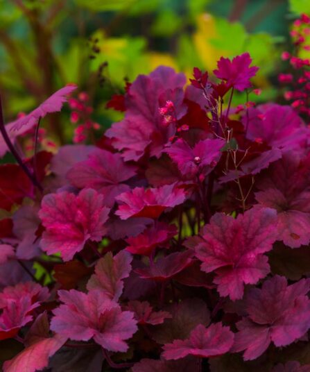 Alunrot Heuchera hos Lier Planteland gartneri