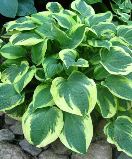 Bladlilje Hosta hos Lier Planteland gartneri