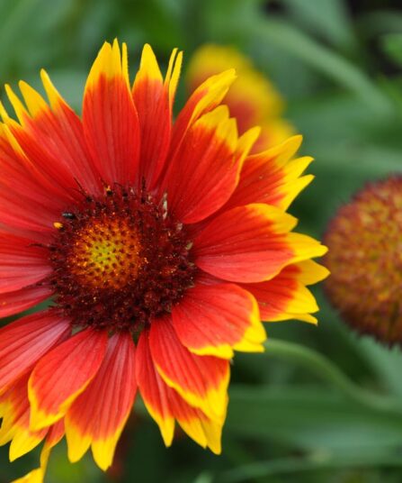 kokardeblomst Gaillardia