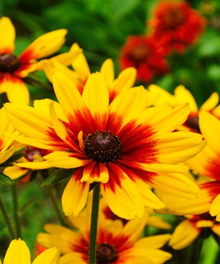 Praktsolhatt Rudbeckia hos Lier Planteland gartneri