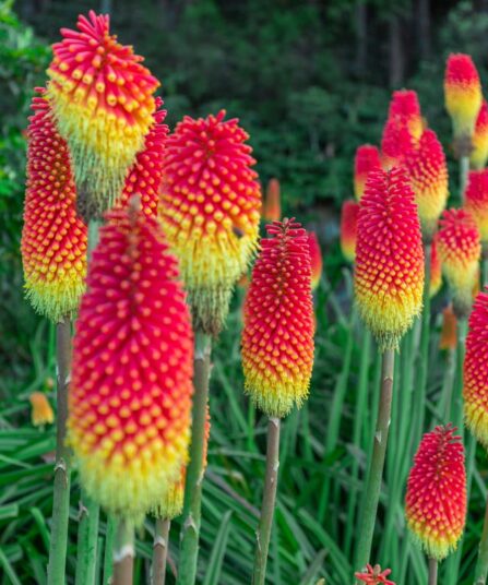 Rakettblomst Kniphofia hos Lier Planteland gartneri