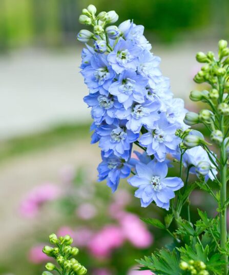 ridderspore Delphinium