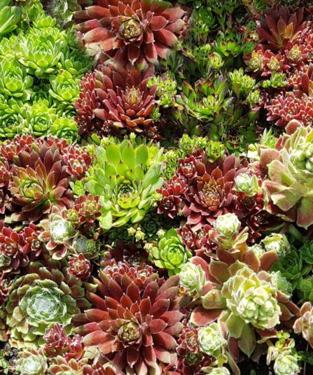 takløk Sempervivum