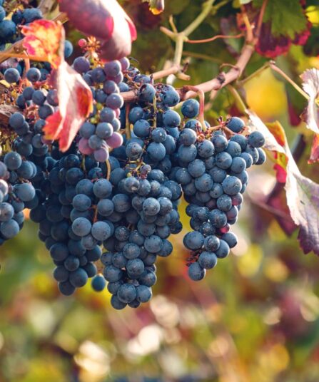 Vinranke | Vitis vinifera