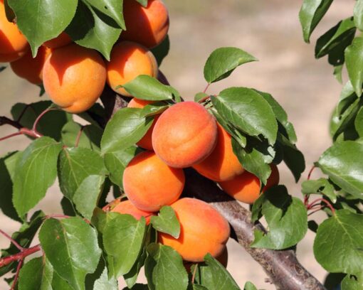frukttrær aprikos Prunus armeniaca hos lier planteland
