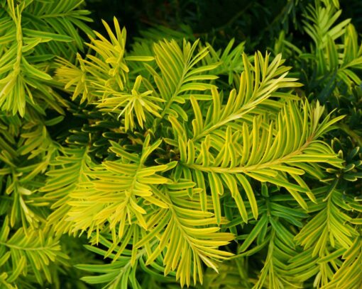 Barlind | Taxus baccata 'Summergold'