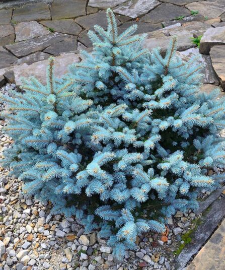 Picea pungens 'Glauca'